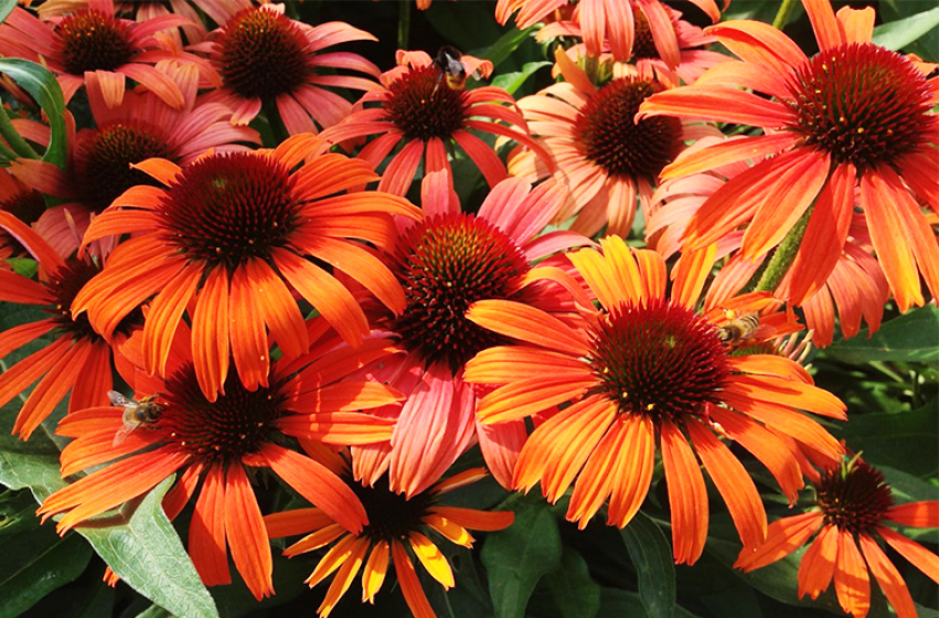 Coneflowers, McDonald Garden Center 